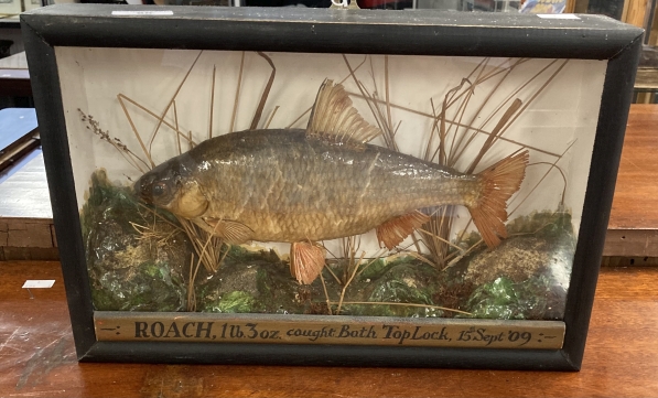 Taxidermy: A roach weighing 1lb. 3oz. Caught Bath Top Lock 15th September '09, mounted in a