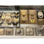 Taxidermy: Butterflies sixteen cases of butterflies in glazed frames. Case of sixteen, glass A/F,