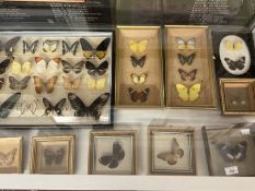 Taxidermy: Butterflies sixteen cases of butterflies in glazed frames. Case of sixteen, glass A/F,