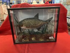 Taxidermy: Edwardian cased Bream with label 'Caught in the Lark Isleman July 7th 1905'. 18ins. x