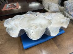 Natural History/Conchology: Early 20th cent. Giant clam (Tridacna Gigas) half shell. Five waves to