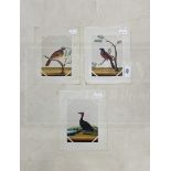 Company School: 19th cent. Indian mica paintings of birds, two of exotic birds on branches and