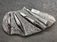 Fossilized Shells: Belemnite black with grey and white horizontal markings, dark grey background. (