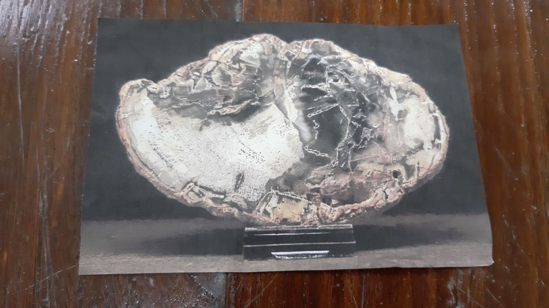 Fossile Holz-Scheibe mit Xylode-Opal, Madagaskar, Kreide, - Bild 3 aus 5