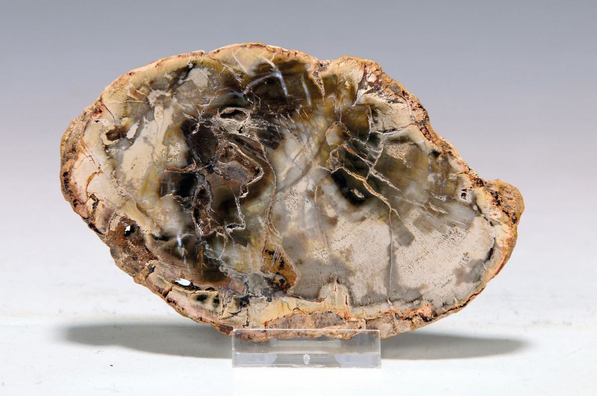 Fossile Holz-Scheibe mit Xylode-Opal, Madagaskar, Kreide,