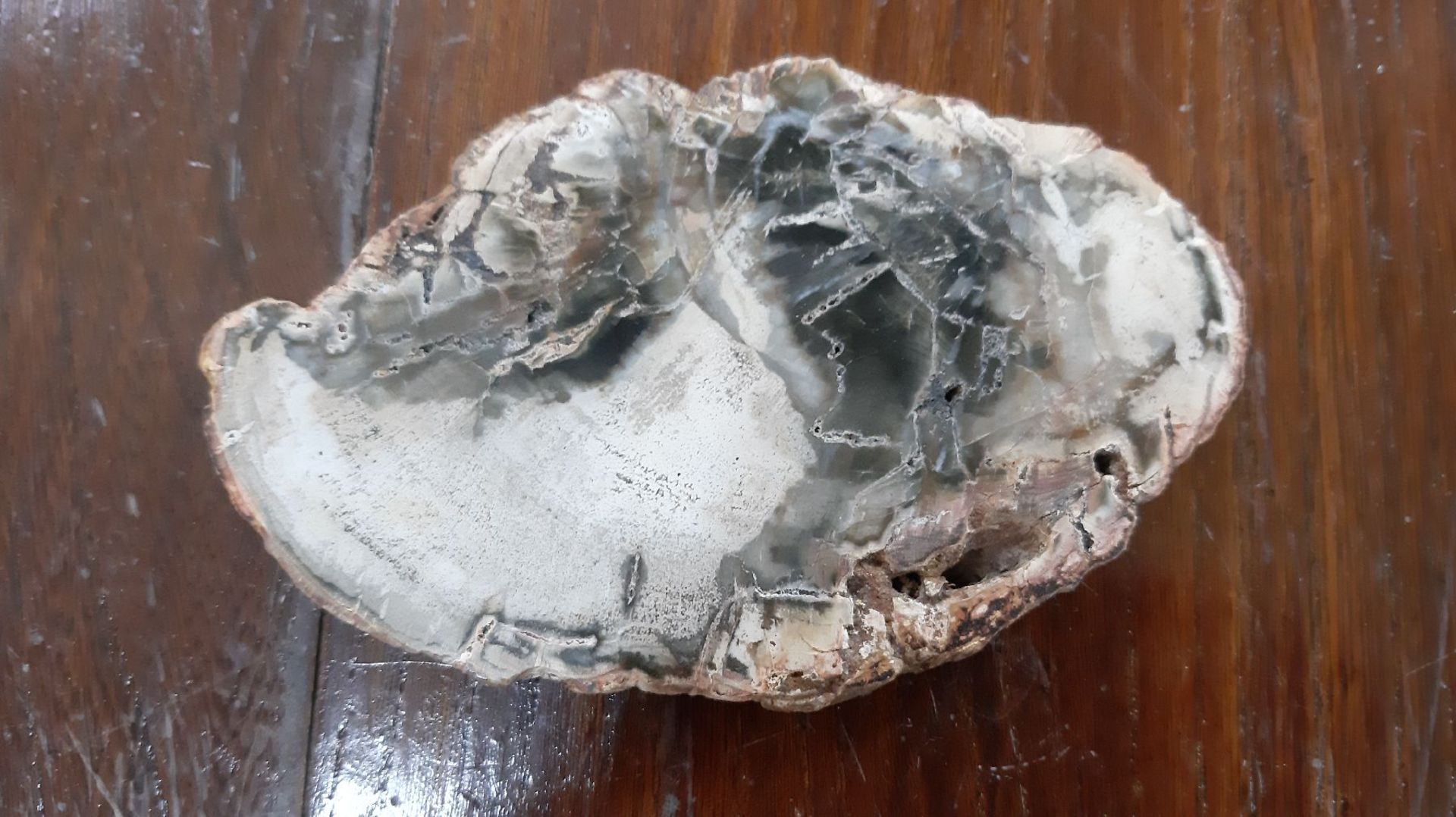Fossile Holz-Scheibe mit Xylode-Opal, Madagaskar, Kreide, - Bild 5 aus 5