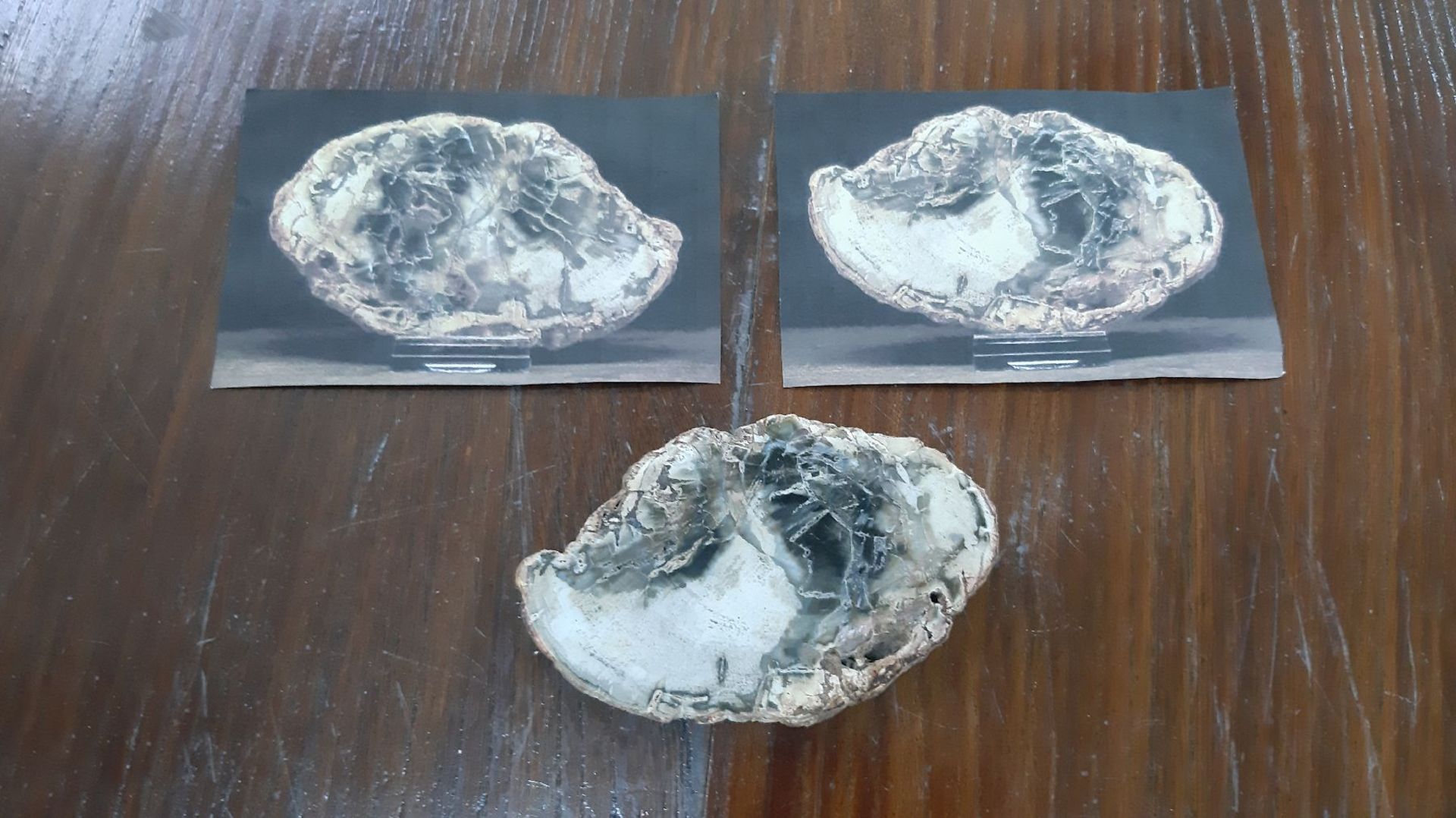 Fossile Holz-Scheibe mit Xylode-Opal, Madagaskar, Kreide, - Bild 2 aus 5