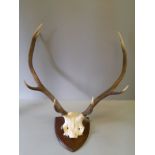 Mounted Antlers