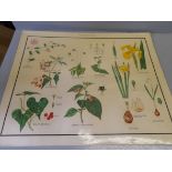 28 Posters - Types Of Plants, Herbs, Trees, Birds, Flowers Etc In Box