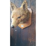 A Fox Mask