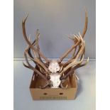 A Box Of 5 Antlers