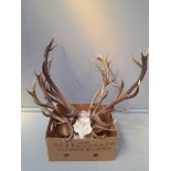 A Box Of 5 Antlers