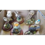 Border Fine Arts - A Box Of 7 Bird & Owl Figures