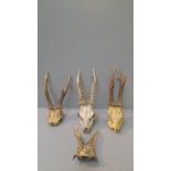 4 Skulls & Antlers