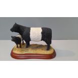 Border Fine Arts - Galloway Cow & Calf (Belted) Model No A2693