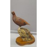 Wildtrack 'Red Grouse' By A Hayman Limited Edition 302/750 On Wooden Base