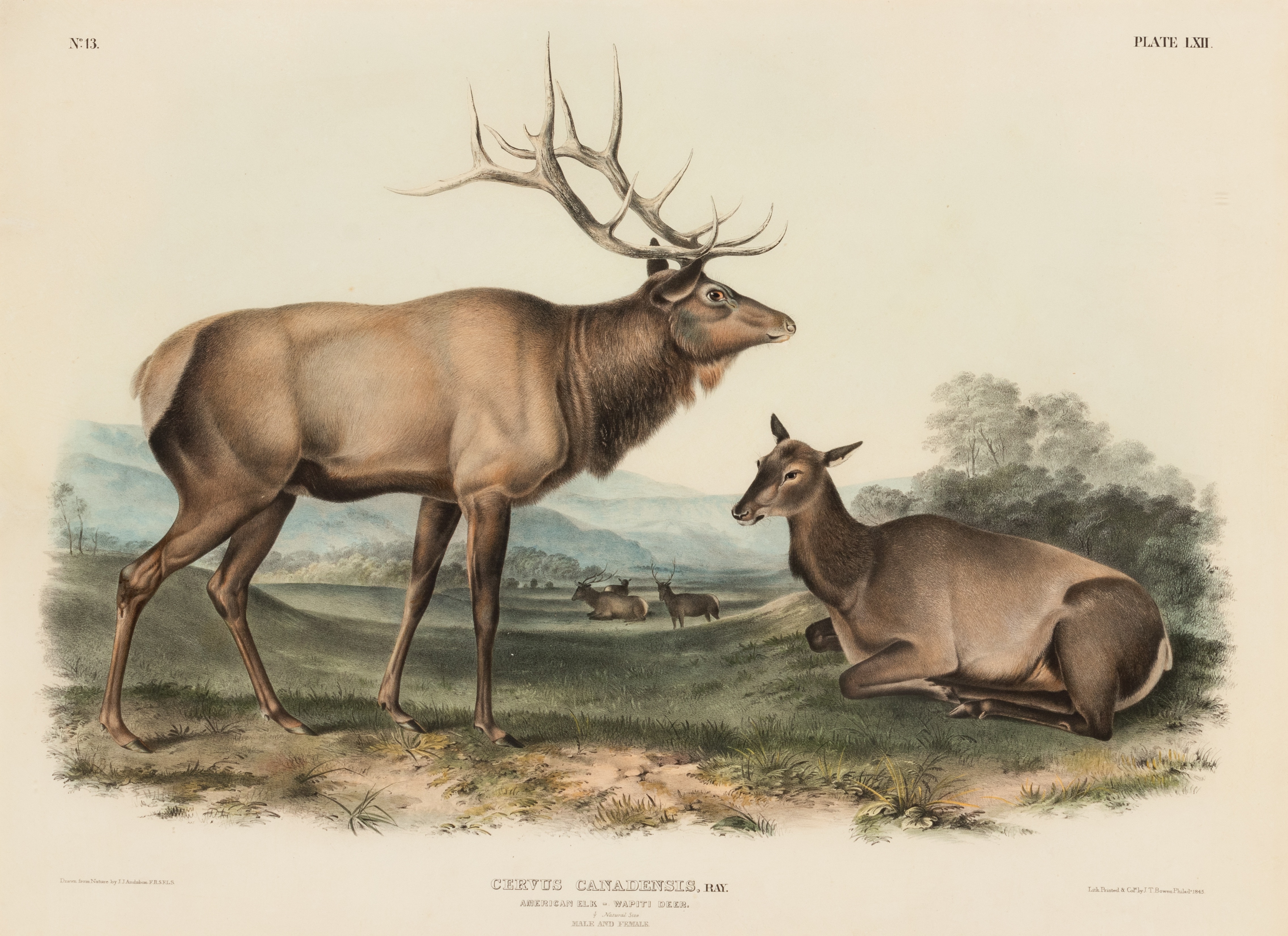 AUDUBON, John James. Pair of lithographs with hand-coloring from Quadrupeds of America, J. T. Bowen,