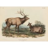 AUDUBON, John James. Pair of lithographs with hand-coloring from Quadrupeds of America, J. T. Bowen,