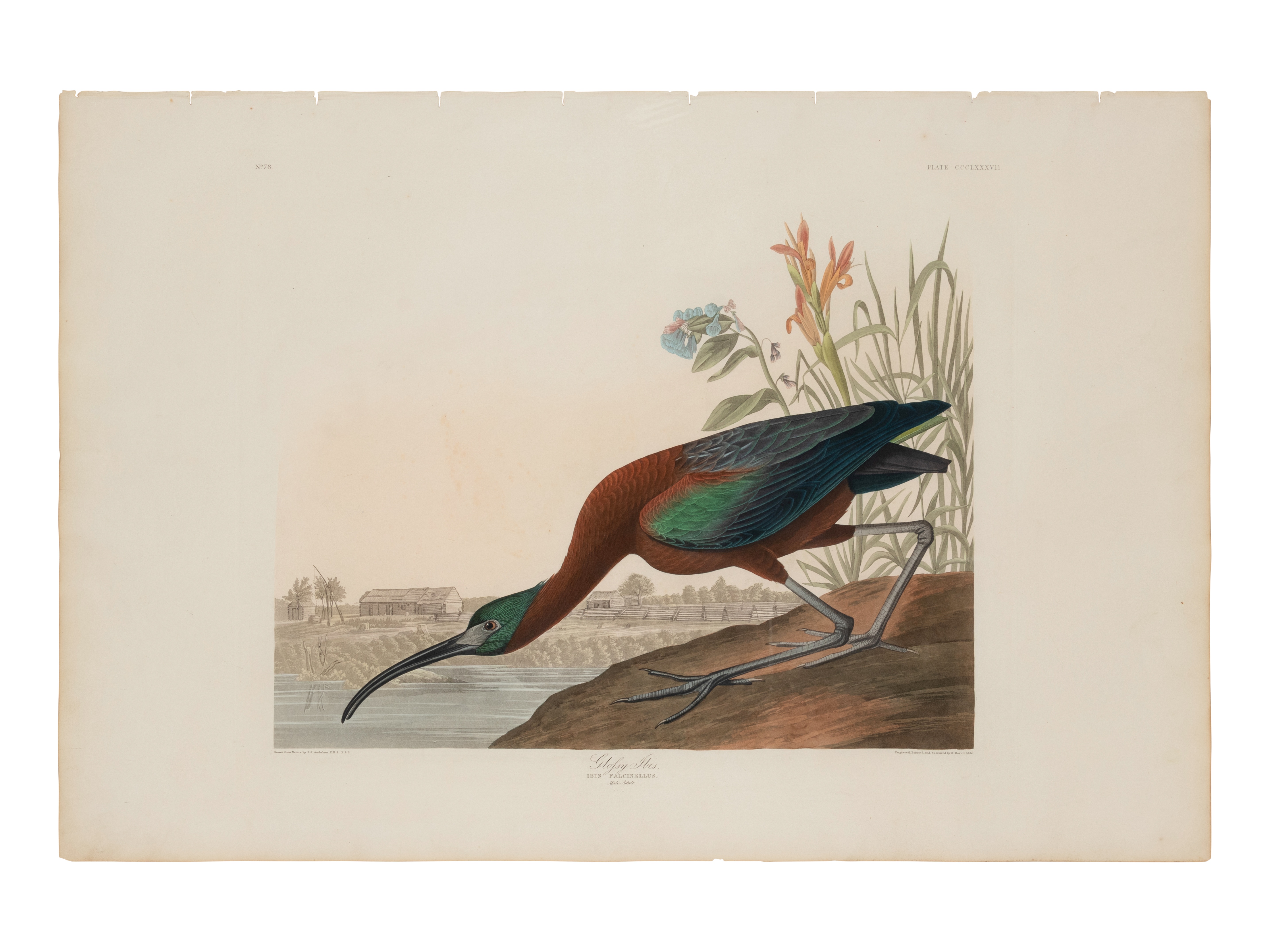 AUDUBON, John James. Glossy Ibis (Plate CCCLXXXVII),  Ibis falcinellus.  Engraving with etching, aqu