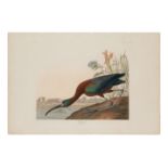 AUDUBON, John James. Glossy Ibis (Plate CCCLXXXVII),  Ibis falcinellus.  Engraving with etching, aqu