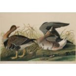 AUDUBON, John James. White-fronted Goose (Plate 380),  Anser albifrons.  Chromolithograph by J. Bien