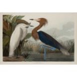 AUDUBON, John James. urple Heron (Plate CCLVI),  Ardea rufescens, Buff.  Engraving with etching, aqu