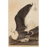 AUDUBON, John James. Black Backed Gull (Plate CCXLI),  Larus marinus.  Engraving with etching, aquat
