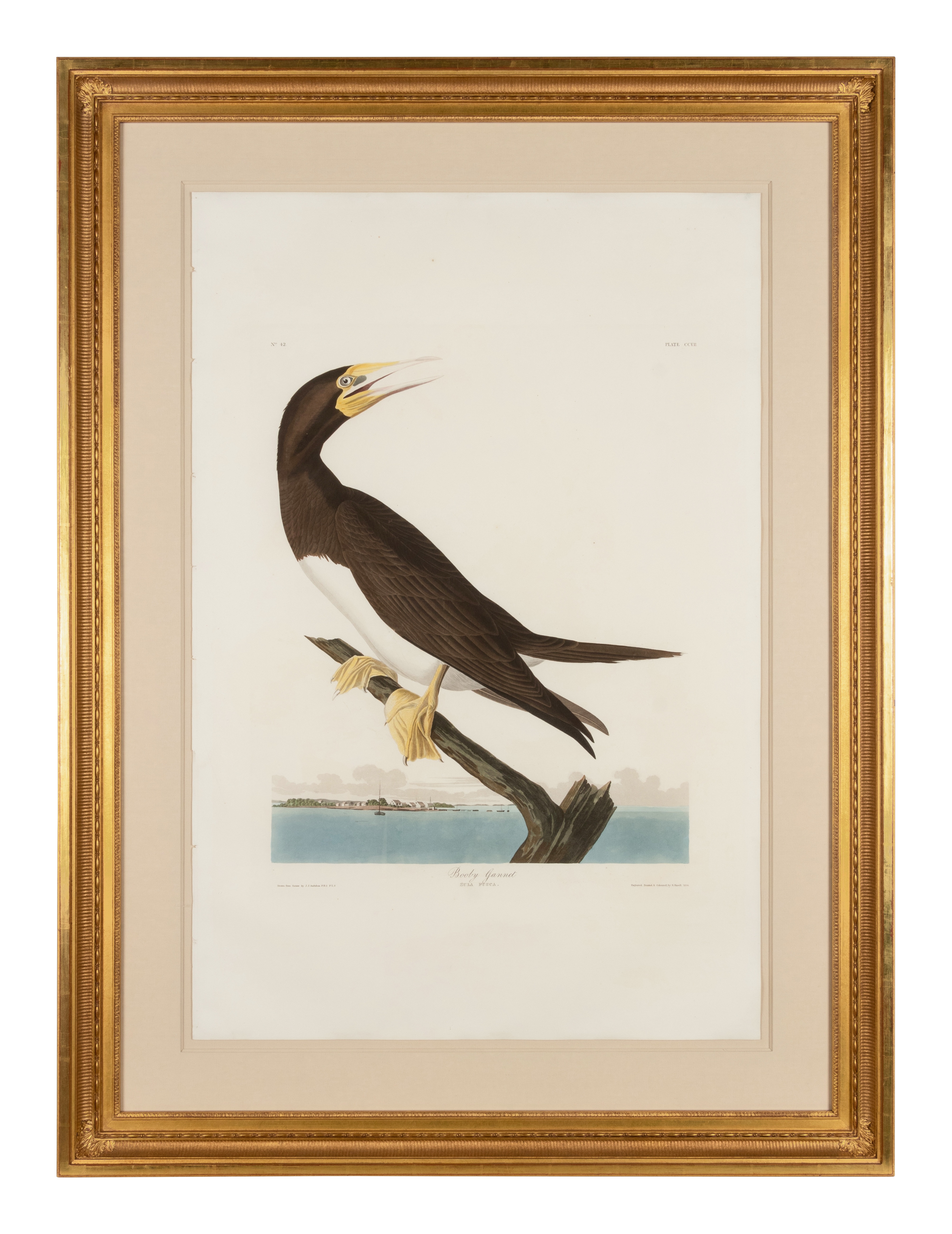 AUDUBON, John James. Booby Gannet (Plate CCVII),  Sula leucogaster.  Engraving with etching, aquatin - Image 2 of 2