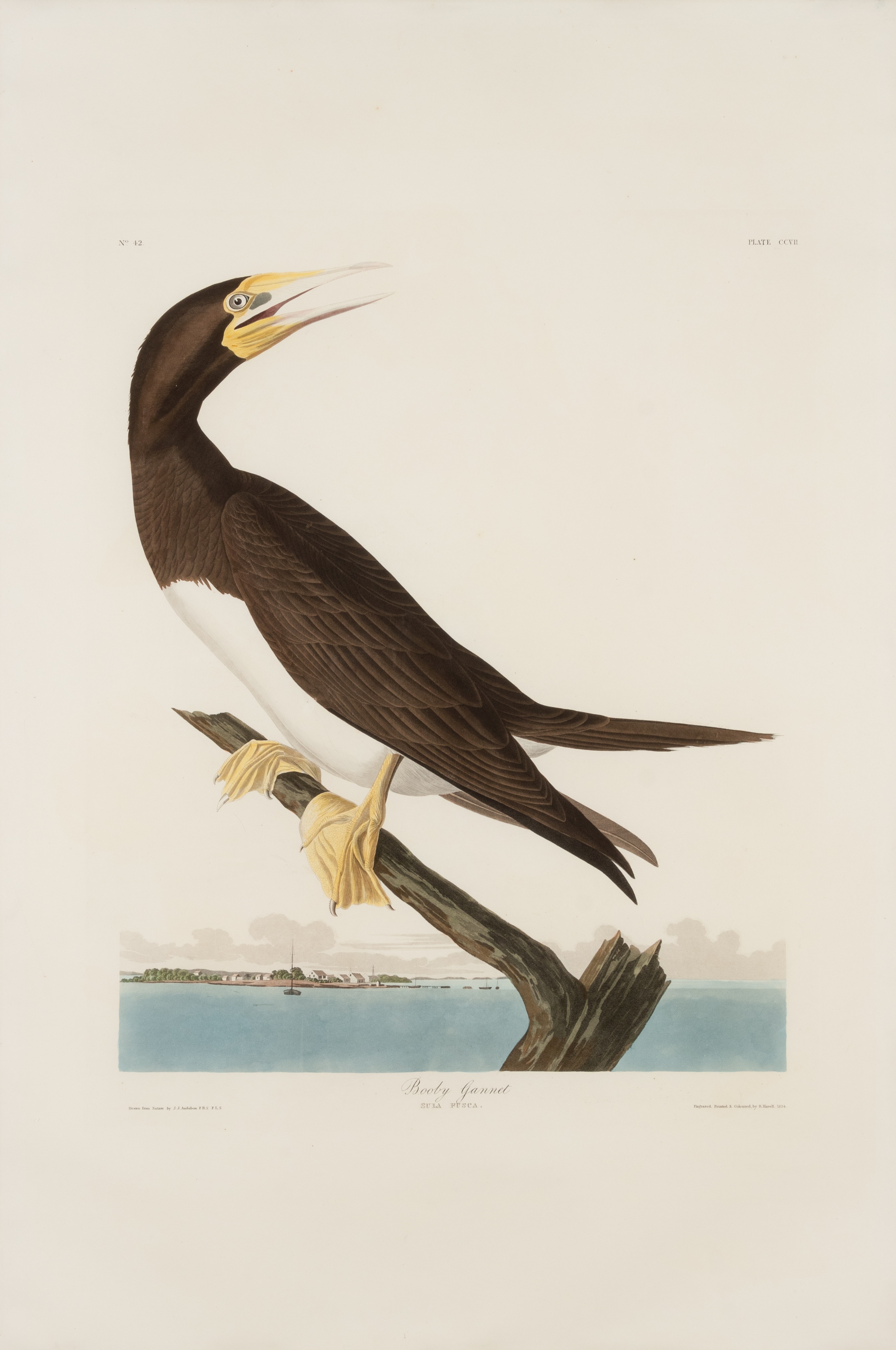 AUDUBON, John James. Booby Gannet (Plate CCVII),  Sula leucogaster.  Engraving with etching, aquatin