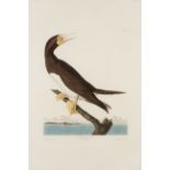 AUDUBON, John James. Booby Gannet (Plate CCVII),  Sula leucogaster.  Engraving with etching, aquatin