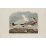 AUDUBON, John James. Common Gull (Plate CCXII),  Larus canus.  Engraving with etching, aquatint and