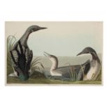 AUDUBON, John James. Black-Throated Diver (Plate CCCXLVI),  Colymbus arcticus.  Engraving with etchi