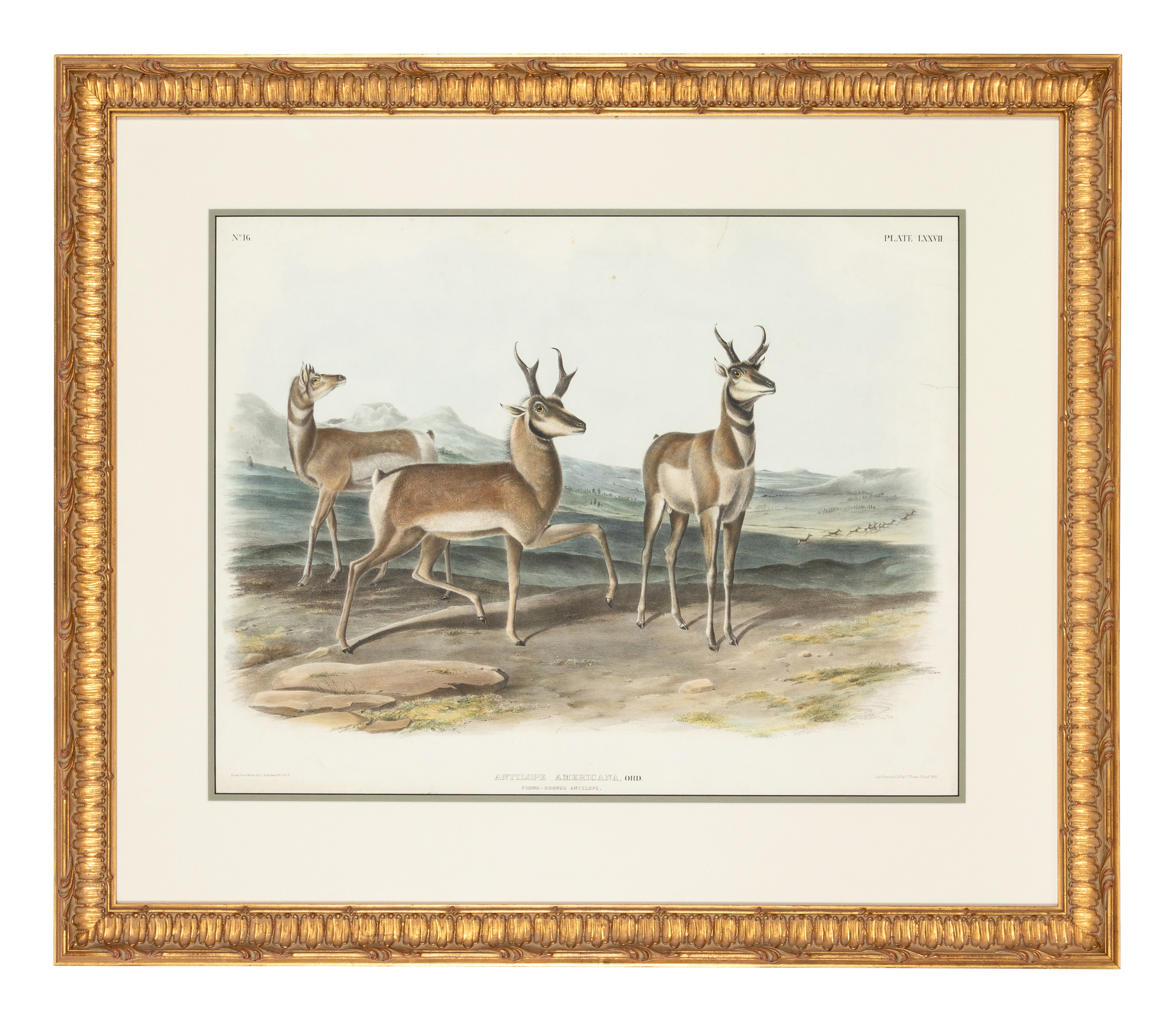 AUDUBON, John James. Antilope Americana (Plate LXXVII). Engraving with etching, aquatint and hand-co - Image 2 of 2