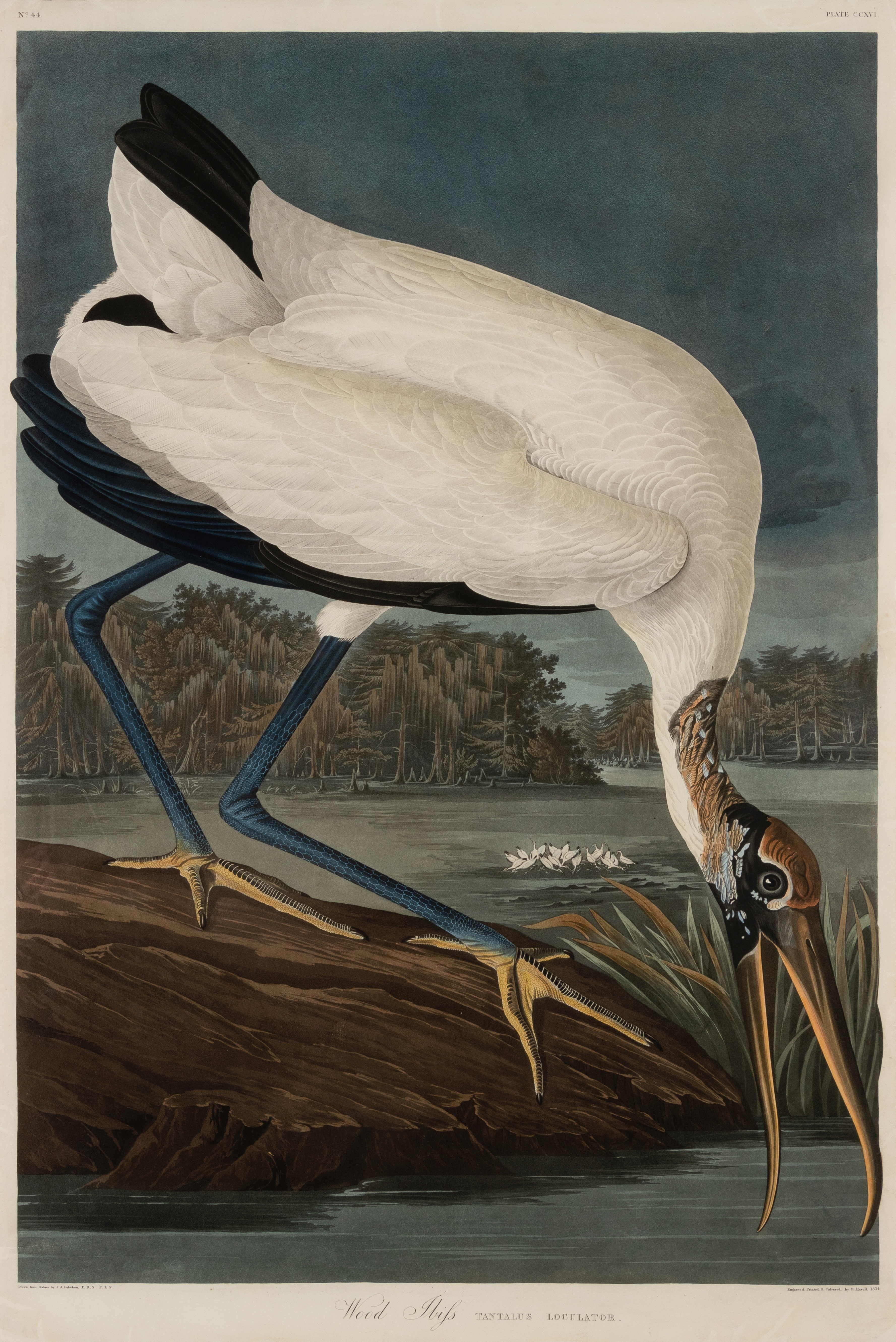 AUDUBON, John James. Wood Ibis (Plate CCXVI),  Tantalus loculator.  Engraving with etching, aquatint