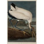 AUDUBON, John James. Wood Ibis (Plate CCXVI),  Tantalus loculator.  Engraving with etching, aquatint