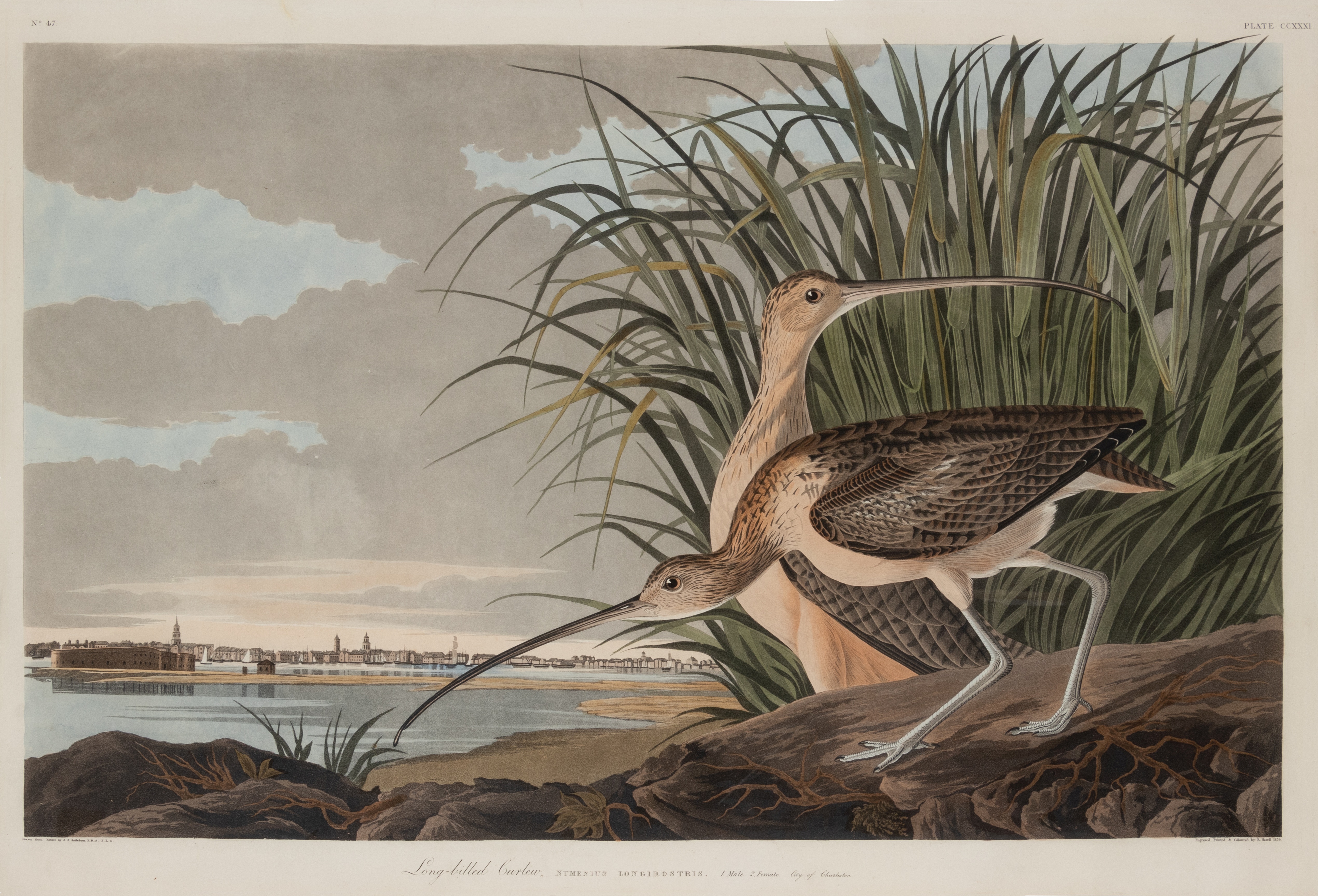 AUDUBON, John James. Long-Billed Curlew [Male and Female], (Plate CCXXXI),  Numenius americanus.  En