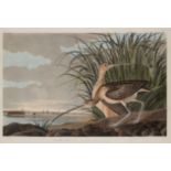 AUDUBON, John James. Long-Billed Curlew [Male and Female], (Plate CCXXXI),  Numenius americanus.  En