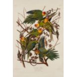 AUDUBON, John James. Carolina Parrot (Plate XXVI),  Psitacus carolinensis.   Engraving with etching,