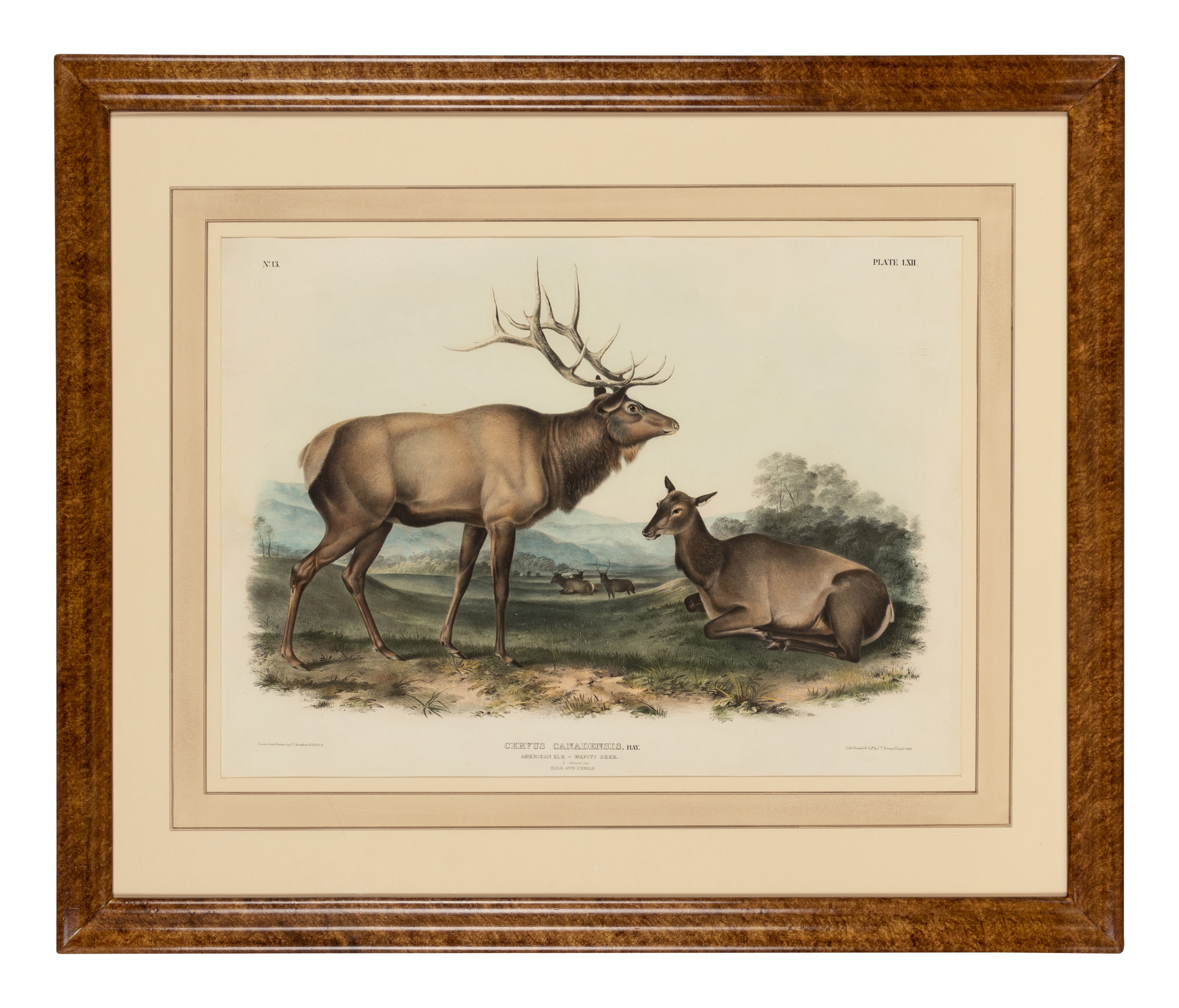 AUDUBON, John James. Pair of lithographs with hand-coloring from Quadrupeds of America, J. T. Bowen, - Image 3 of 4