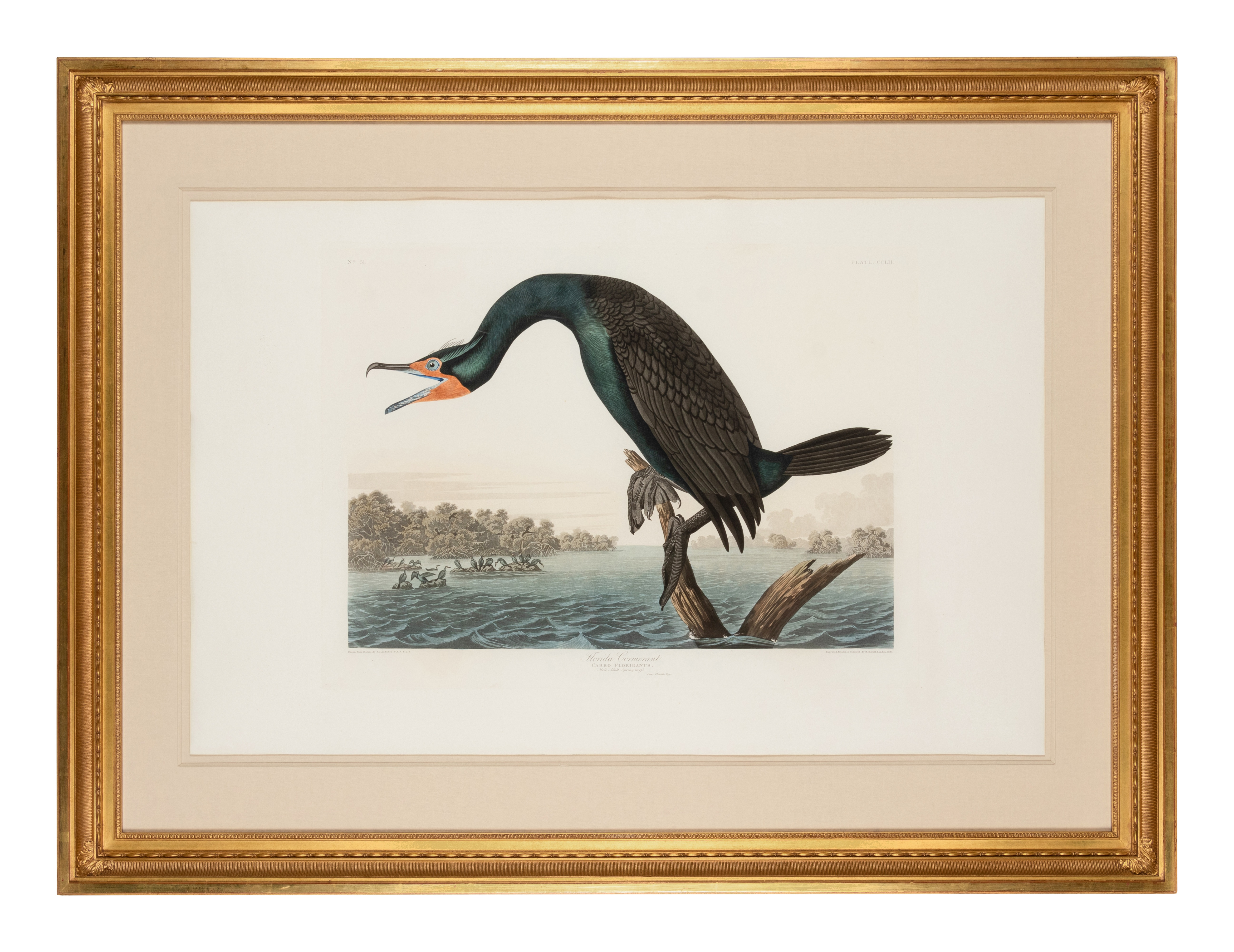 AUDUBON, John James. Florida Cormorant...View, Florida Keys (Plate CCLII),  Carbo Floridanus.  Engra - Image 2 of 2