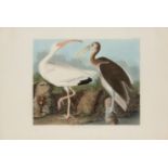 AUDUBON, John James. White Ibis (Plate CCXXII),  Ibis alba.  Engraving with etching, aquatint and ha
