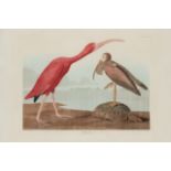 AUDUBON, John James. Scarlet Ibis (Plate CCCXCVII),  Eudocimus ruber.  Engraving with etching, aquat