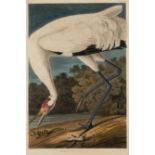 AUDUBON, John James. Hooping Crane (Plate CCXXVI),  Grus Americana.  Engraving with etching, aquatin