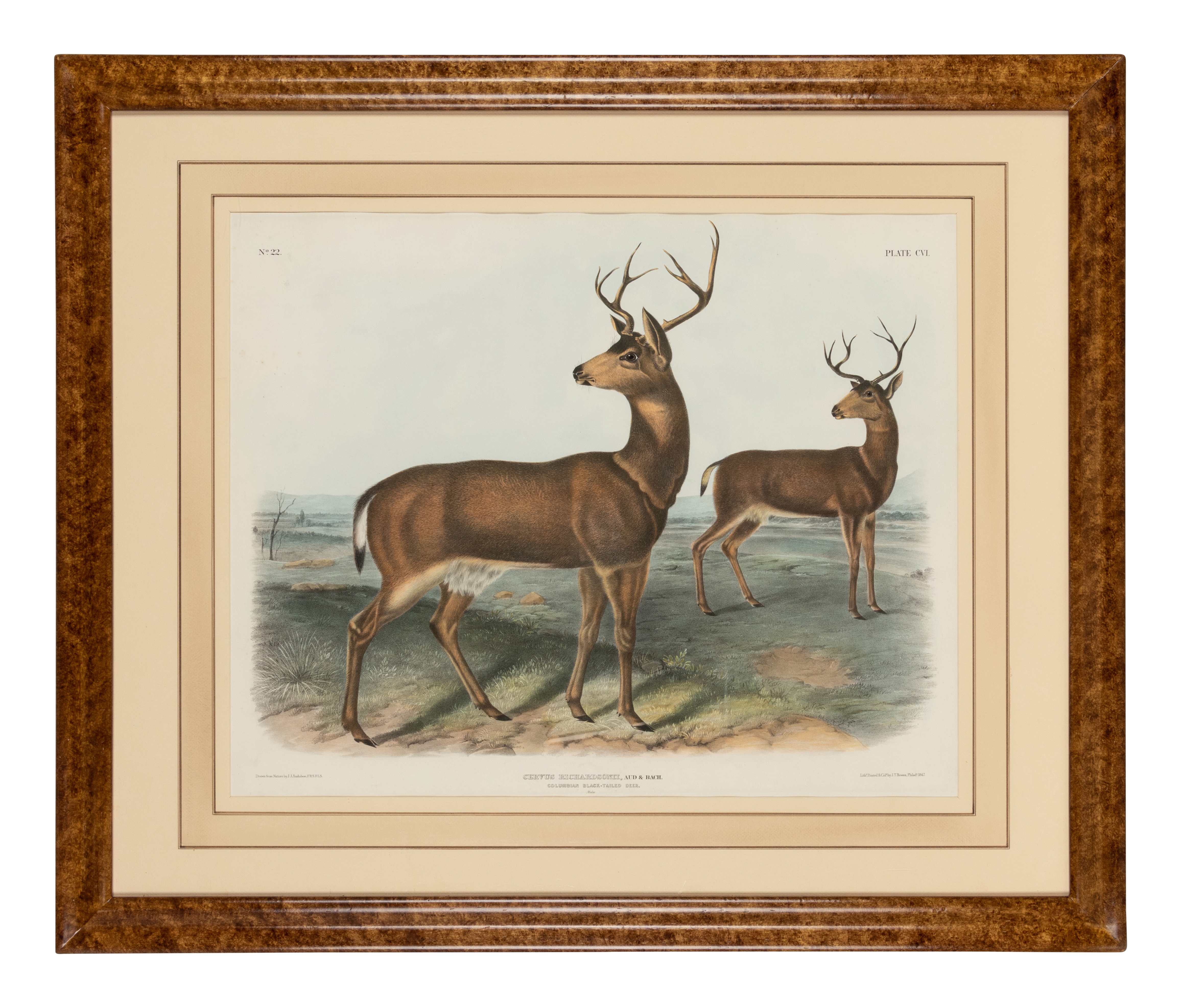 AUDUBON, John James. Pair of lithographs with hand-coloring from Quadrupeds of America, J. T. Bowen, - Image 4 of 4
