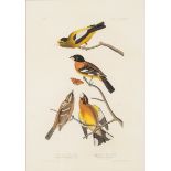 AUDUBON, John James. Evening Grosbeak | Spotted Grosbeak (Plate CCCLXXIII),  Coccothraustes vesperti