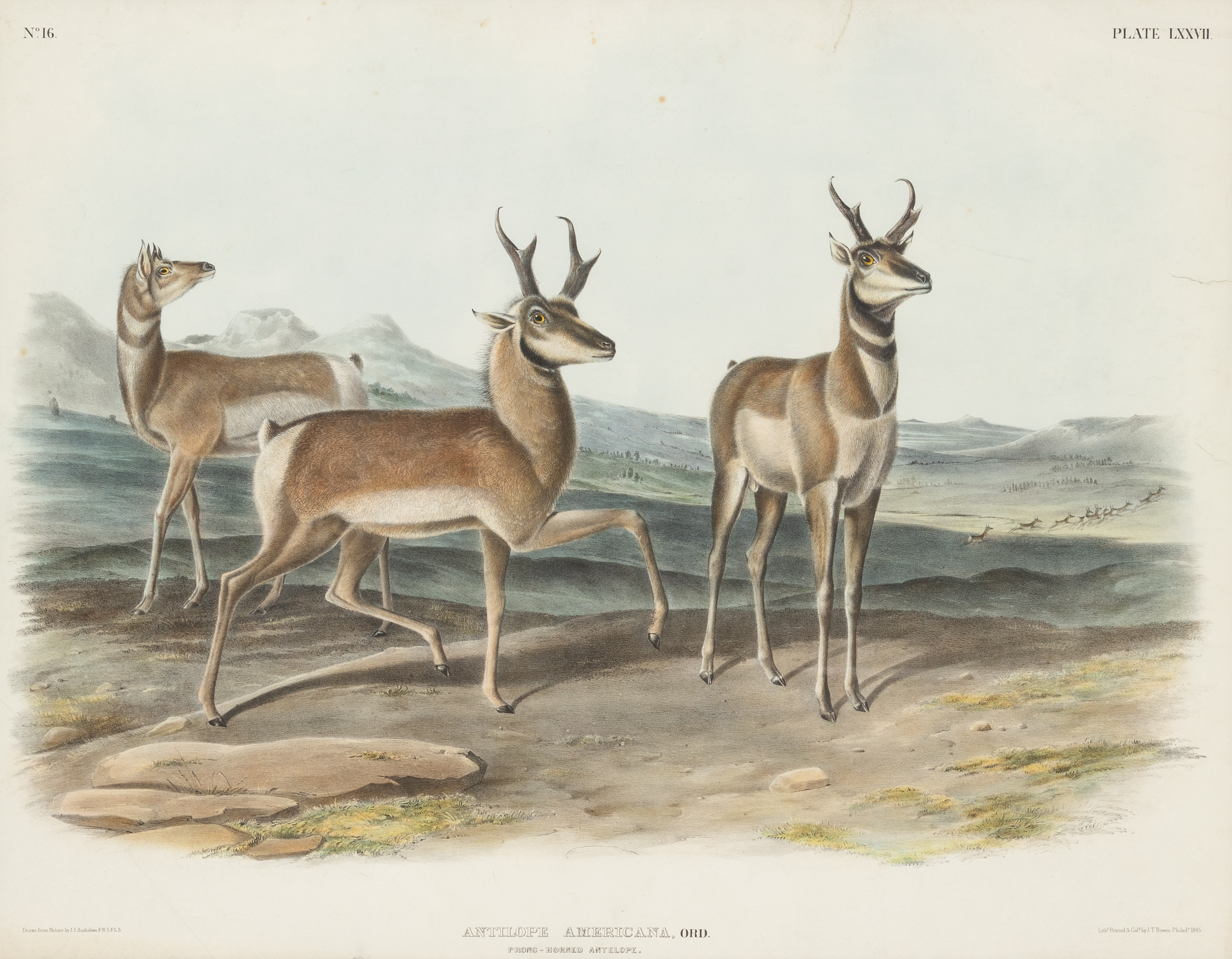 AUDUBON, John James. Antilope Americana (Plate LXXVII). Engraving with etching, aquatint and hand-co