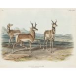 AUDUBON, John James. Antilope Americana (Plate LXXVII). Engraving with etching, aquatint and hand-co