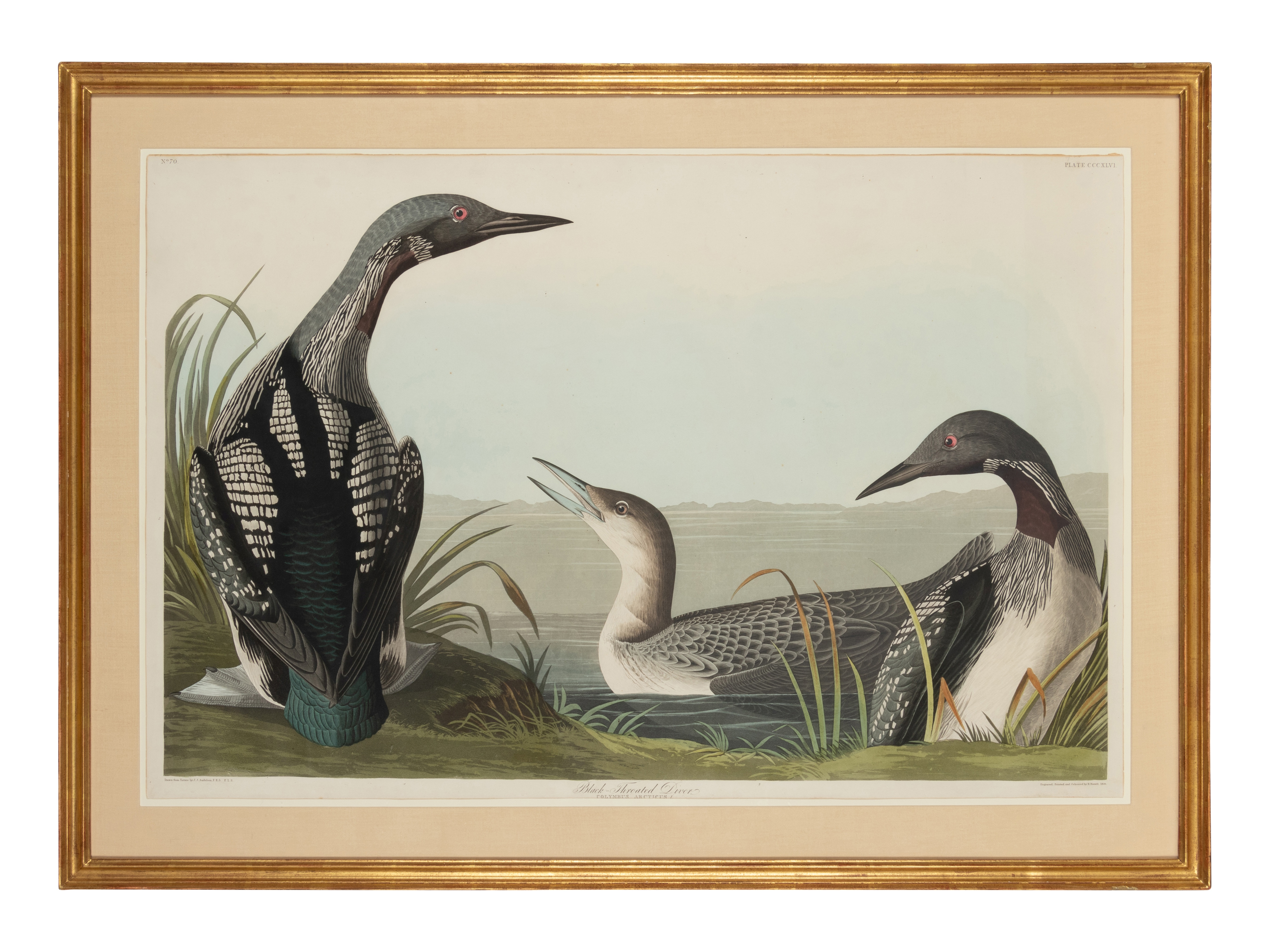 AUDUBON, John James. Black-Throated Diver (Plate CCCXLVI),  Colymbus arcticus.  Engraving with etchi - Image 2 of 2