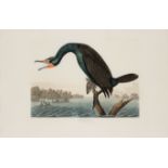 AUDUBON, John James. Florida Cormorant...View, Florida Keys (Plate CCLII),  Carbo Floridanus.  Engra