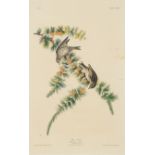 AUDUBON, John James (1785-1851) -- A pair of engravings with aquatint and hand-coloring by Robert Ha